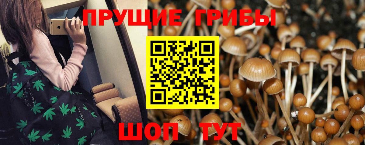 Галлюциногенные грибы Psilocybine cubensis  Галлюциногенные грибы Cubensis  Тамбов  Вход с VPN 